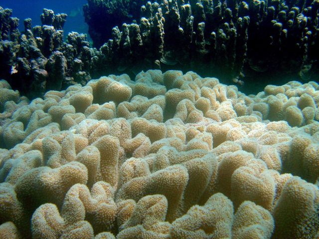 Coral (Stichodactyla sp). Picture