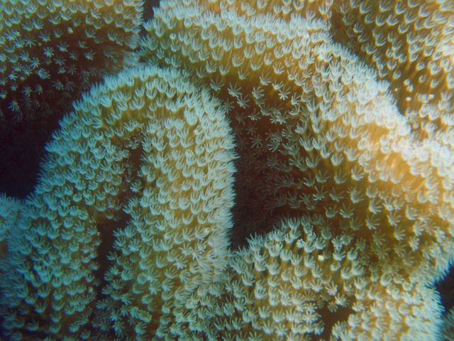 Coral (Stichodactyla sp). Picture