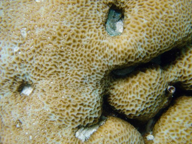 Coral unidentified. Picture