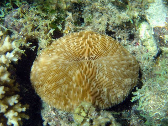 Coral (Fungia sp.) Picture