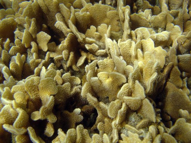 Coral unidentified. Picture