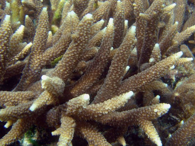 Coral (Acropora sp.) Picture
