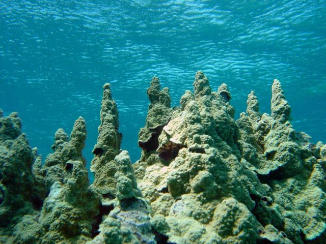 Coral unidentified. Picture