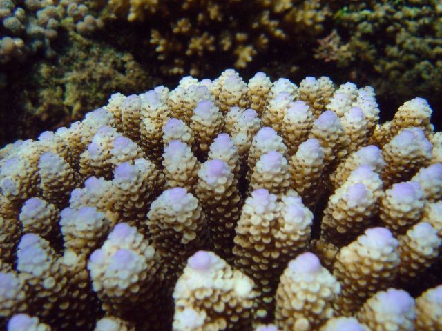 Coral (Acropora sp.) Picture