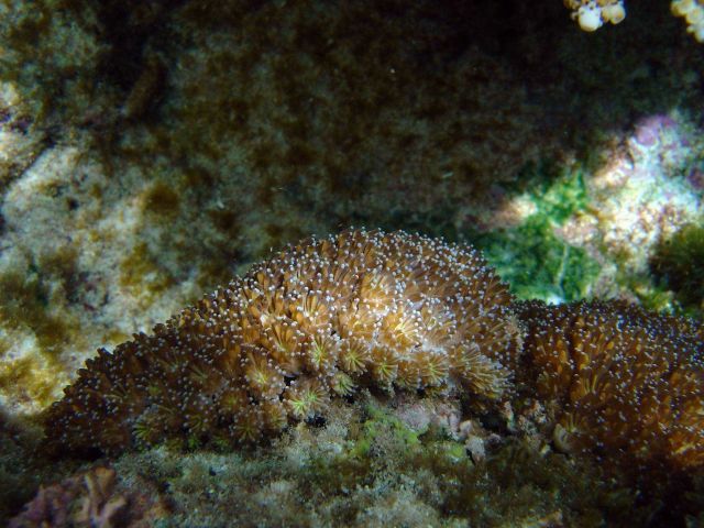 A type of cnidarian. Picture