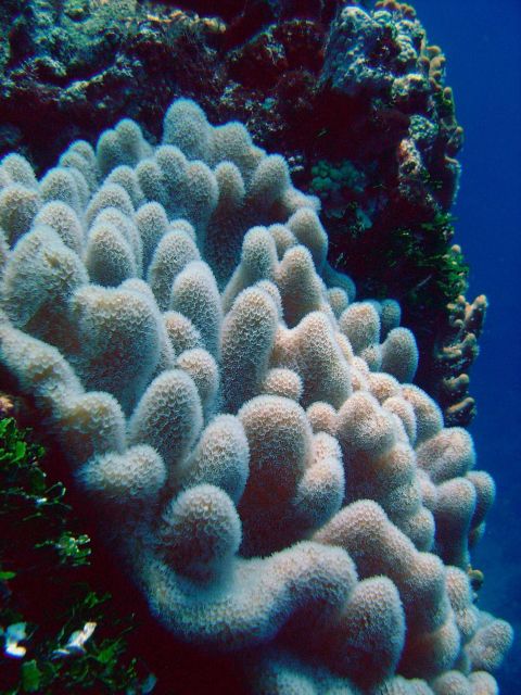 Coral unidentified. Picture