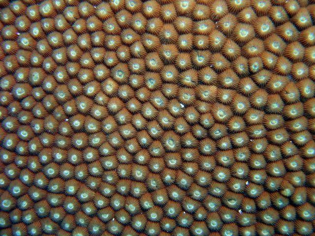 Coral unidentified. Picture