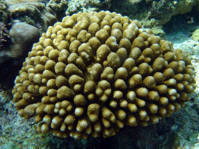 Coral unidentified. Picture