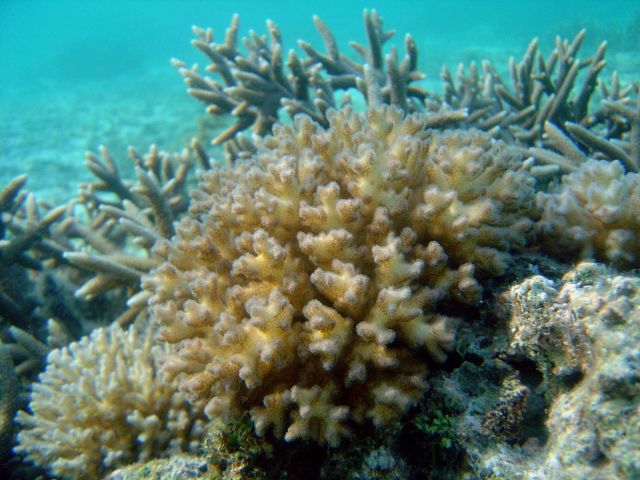 Coral unidentified. Picture