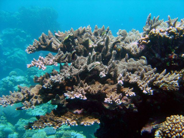 Coral unidentified. Picture