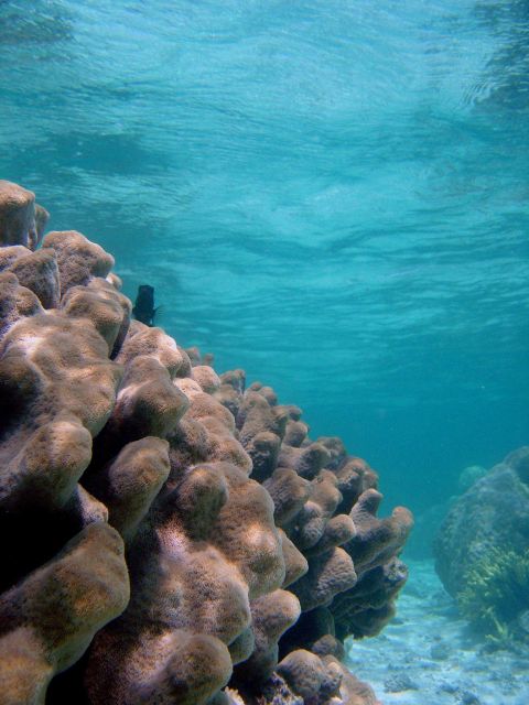 Coral unidentified. Picture