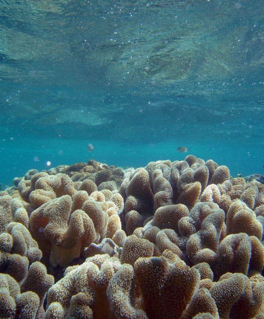 Coral unidentified. Picture