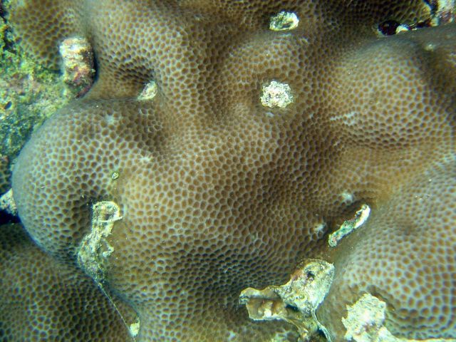 Coral unidentified. Picture