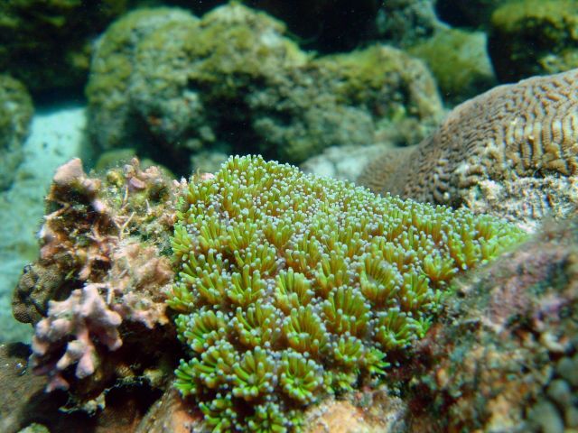 Coral unidentified. Picture