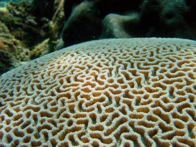 Brain coral. Picture