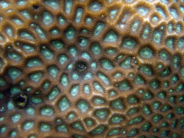 Coral (Favites sp.) Picture