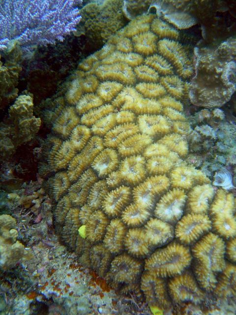 Coral unidentified. Picture