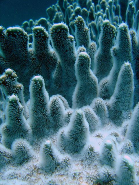 Coral unidentified. Picture