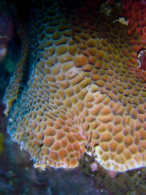 Coral unidentified. Picture