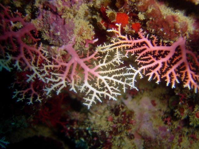 Coral unidentified Picture