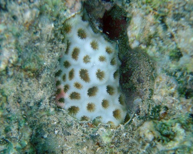 Coral unidentified. Picture