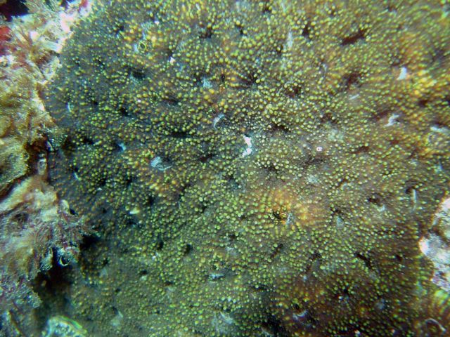 Coral (Discosoma sp.) Picture