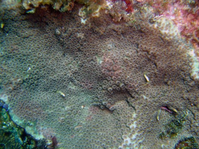 Coral unidentified. Picture