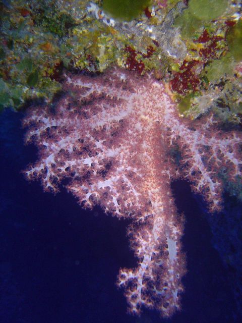Soft coral (Dendronephthya sp.) Picture