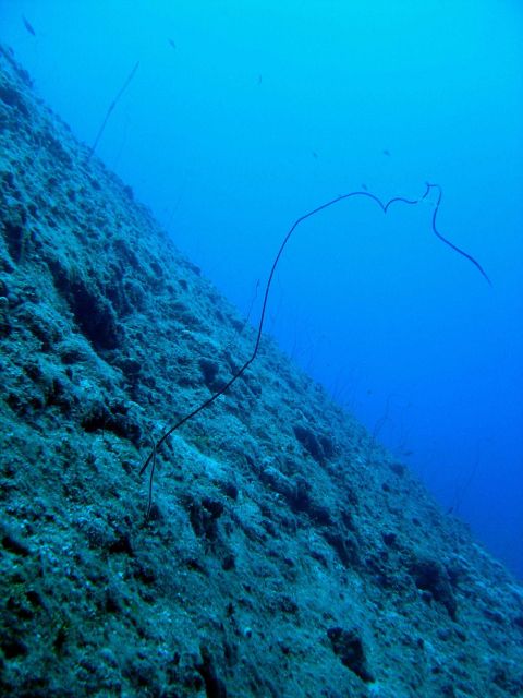 Whip coral. Picture