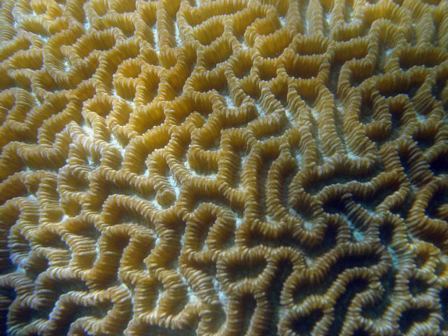 Brain coral unidentified. Picture
