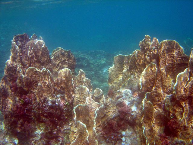 Coral unidentified. Picture