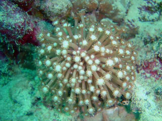 Soft coral unidentified. Picture