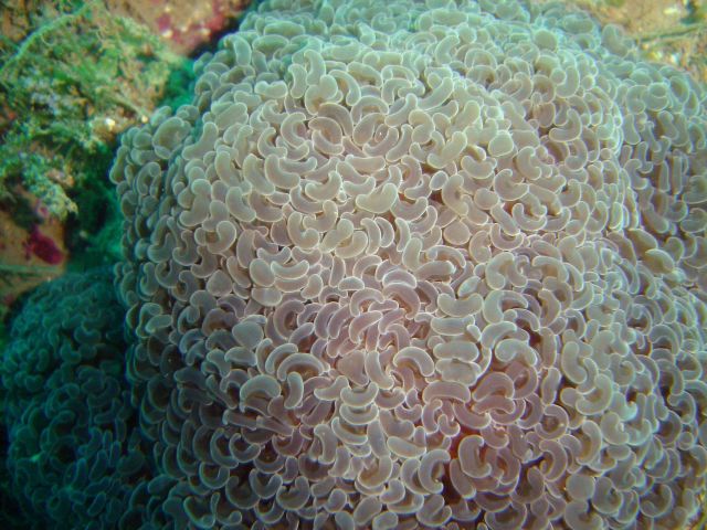 Coral (Euphyllia ancora). Picture