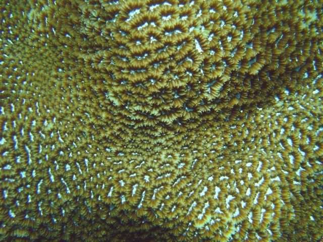 Coral unidentified. Picture