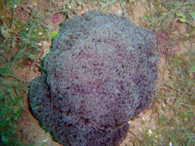 Coral (Euphyllia ancora). Picture