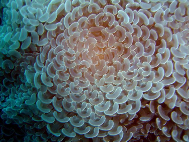Coral (Euphyllia ancora). Picture