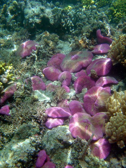 Coral (Fungia sp.). Picture