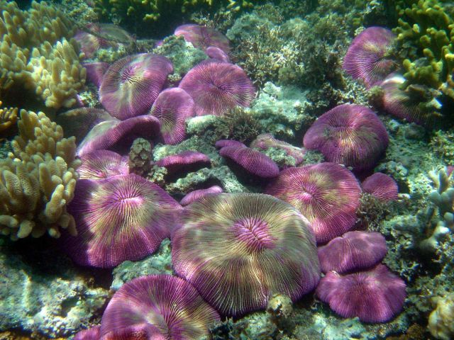 Coral (Fungia sp.). Picture