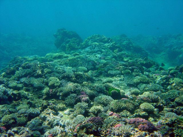 Reef scene. Picture