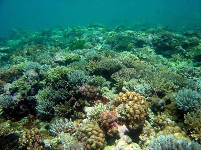 Reef scene. Picture