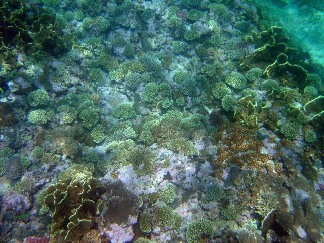 Reef scene. Picture