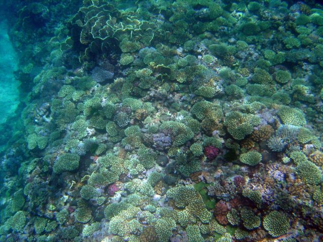 Reef scene. Picture