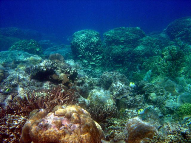 Reef scene. Picture