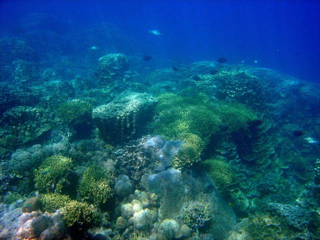 Reef scene. Picture