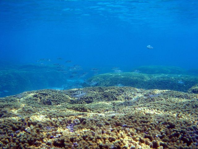 Reef scene. Picture