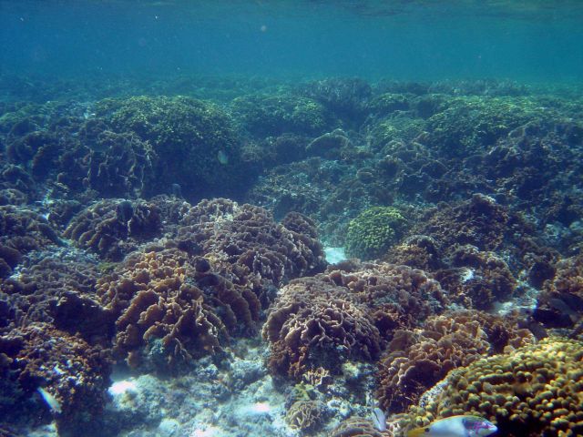Shallow water reef scene. Picture