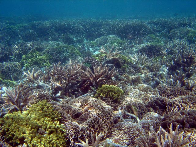 Diverse coral species populate reef scene. Picture