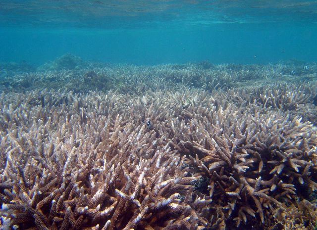Staghorn coral thicket (Acropora sp.) Picture