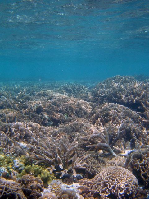 Diverse coral species populate reef scene. Picture