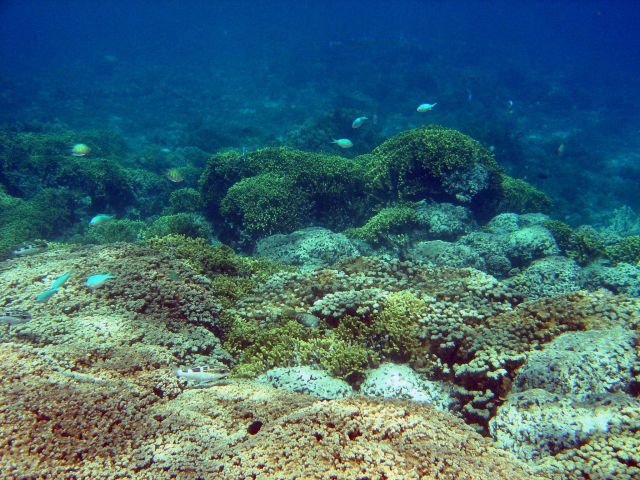 Reef scene. Picture